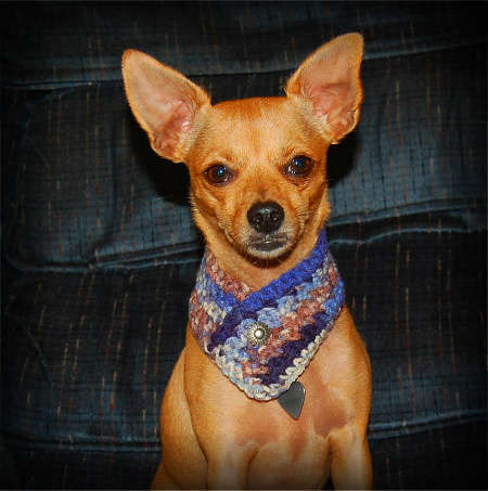 crochet dog scarf