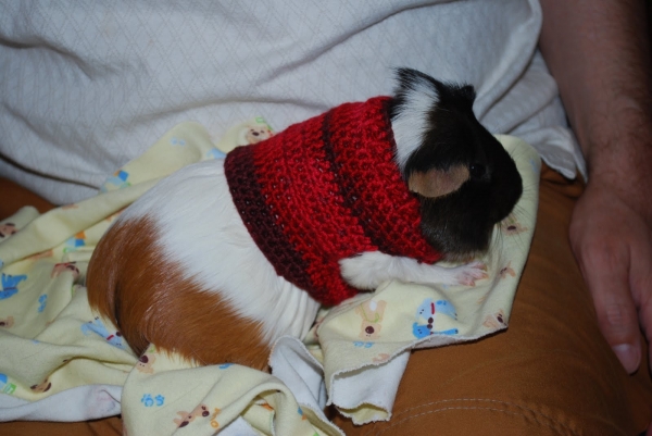 crochet guinea pig sweater