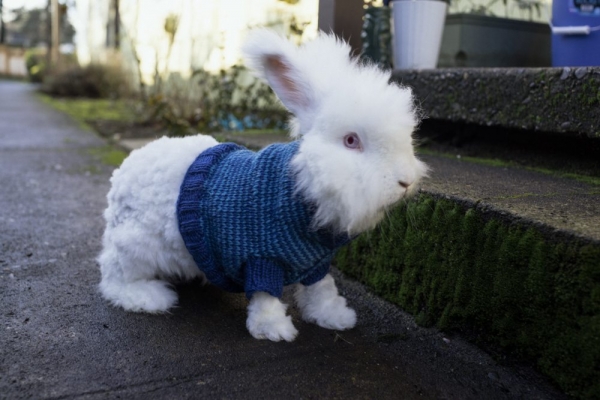 knit rabbit sweater