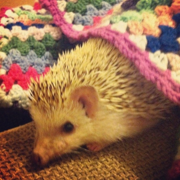 holly_pips crochet hedgehog