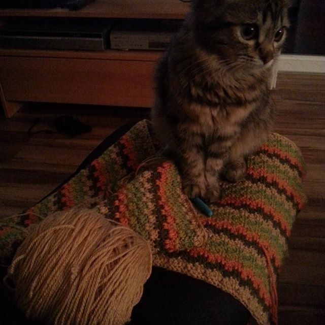 crochetbetweenworlds crochet and kitty