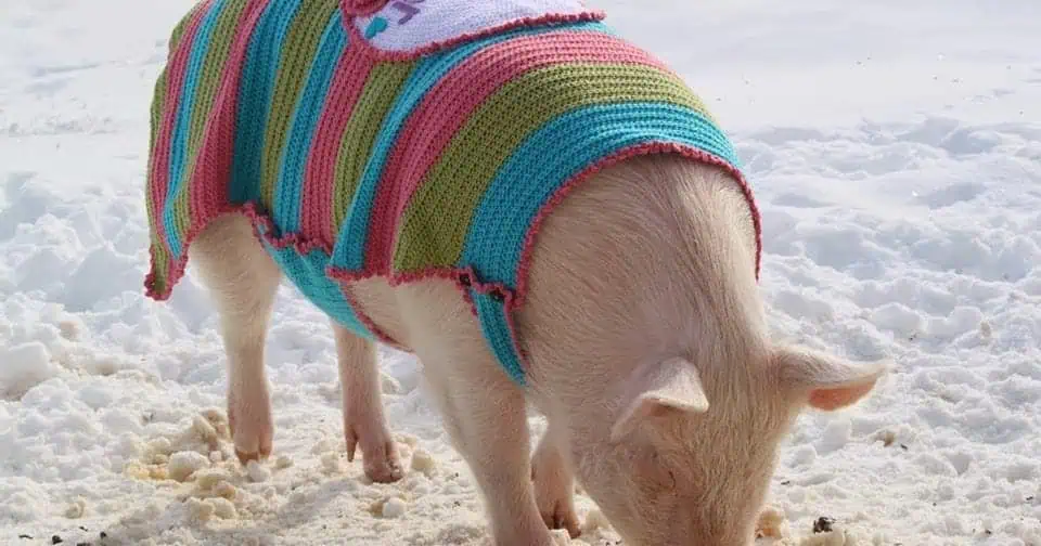 Our List of Adorable Crochet Pigs: Create Your Own Pig Plushie! 6 Pig Coat Pattern