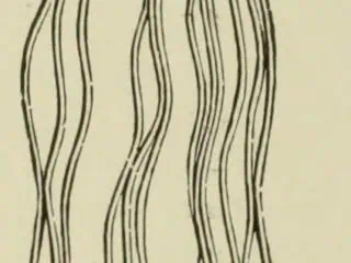 Engraving of a knotted fringe: bunches of threads drawn through a crochet foundation and tightened into knots, the cut ends hanging free