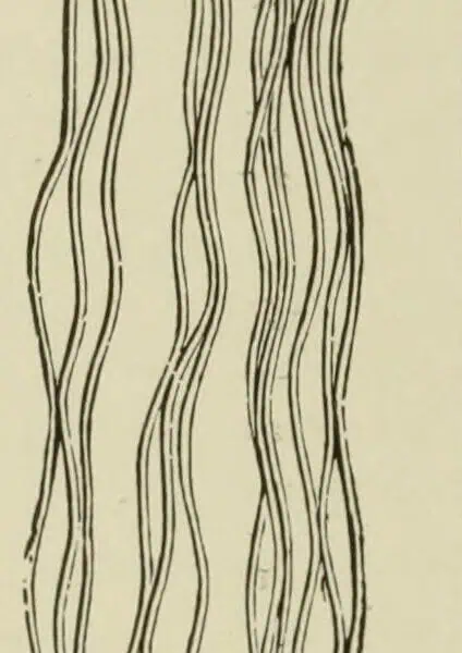 Engraving of a knotted fringe: bunches of threads drawn through a crochet foundation and tightened into knots, the cut ends hanging free