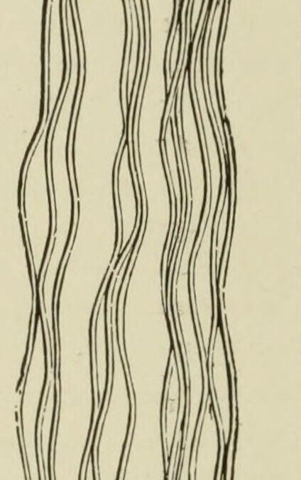 Engraving of a knotted fringe: bunches of threads drawn through a crochet foundation and tightened into knots, the cut ends hanging free