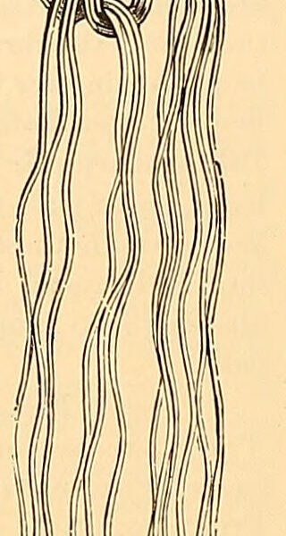 Engraving of a hand-made knotted fringe, looped strands knotted onto a crocheted heading, from The Dictionary of Needlework