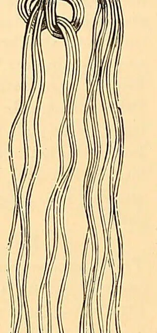 Engraving of a hand-made knotted fringe, looped strands knotted onto a crocheted heading, from The Dictionary of Needlework