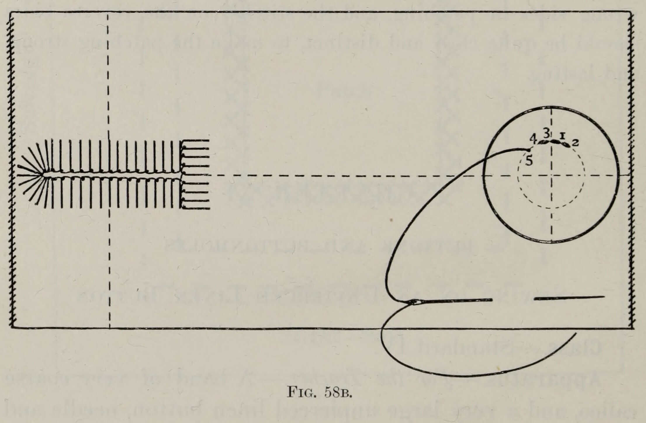 Diagram of a calico band and linen button with the needle in place and the first stitches numbered, from Rosevear's A Text-book of Needlework (1893)